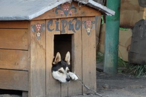 Великі Сорочинці